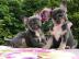 Franzsische Bulldoggen Welpen in tollen