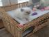 Sch�ne Ragdoll mit Stammbaum