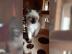 Siam Baby Kitten Babys K�tzchen Siambaby