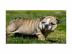 Bildsch�ne reinrassige Englische Bulldog