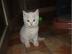 BKH Kitten, Kart�user