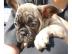 Wundersch�ner franz. Bulldoggen Welpen