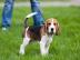 Charmant Beagle-Welpen
