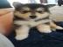 Siberian Husky Welpen Hybriden