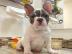 Super Franz?sische Bulldogge Welpen mit