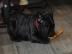 Franz�sische Bulldoggen Welpen abgabeber