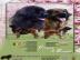 Leonberger Welpen