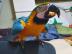 Graupapageien babys und macaw papageien