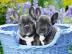 Zuckers��e Franz�sische Bulldogge Welpen