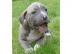 Alauntbull Welpen noch H�ndinen und R�de