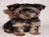Exclusive Mini Yorkshire Terrier Welpen