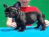 S��e  Fran�sische Bulldoggen 4 Jungs und