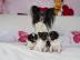 Papillon happyaricia. eu
