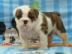 Super s��e reinrassige english bulldogge