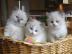 Ragdoll-K�tzchen