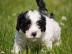 Bildsch�ne Bolonka Zwetna  Welpen mit Ah