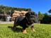 Englische Bulldogge Welpen