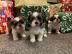 Entz?ckende Shih Tzu Welpen zu verkaufen