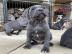 American Staffordshire Terrier Welpen Wh