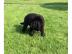 Labrador Welpen schoko, schwarz