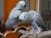 Weihnachten Graupapageien-mit-papiere