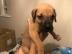Deutsche Dogge Welpen