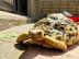Aquatische Leopardenschildkr?te zu verka