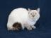 Britische K�tzchen Tabby Point
