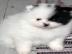 Pomeranian Zwergspitz M?dchen