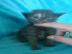 Maine coon kitten