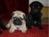 3 Super s��e mini Mops Welpen suchen neu