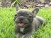 Franz�sische Bulldogge