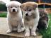 Japanische Akita Inu Welpen