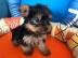 Superkleine Yorshire Terrier Welpen mit