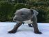 Blueline American Staffordshire Terrier