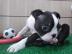 Boston Terrier Welpen FCI