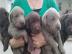 s��e Labrador Retriever Welpen