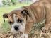 Englische bulldogge Welpen blue