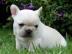 Franz�sisch Bulldog Welpen