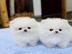 Super S�sse Nett~pom~eranianab sofort a
