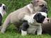 Welpen Englische Bulldogge