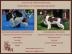 English Springer Spaniel Welpe-R�de