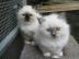 Gut ausgebildete RAGDOLL K�tzchen f�r Ei