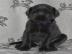 Deutsche Dogge sucht neues zu Hause