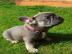 Cachorros de Bulldog Franc?s bien