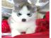 reinrassige Siberian Husky Welpen