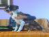 Whippet H�ndin