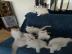 Wir haben diese kleinen Ragdoll-Babys zu