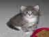 Super s��e Maine Coon K�tzchen