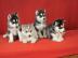 Unsere Siberian Husky Welpen aus Champio
